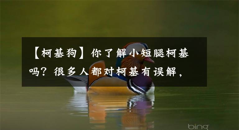 【柯基狗】你了解小短腿柯基吗？很多人都对柯基有误解，你可能也中招了