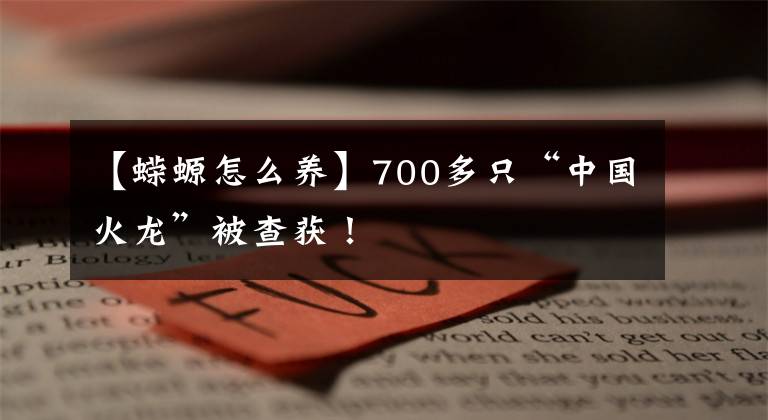 【蝾螈怎么养】700多只“中国火龙”被查获！