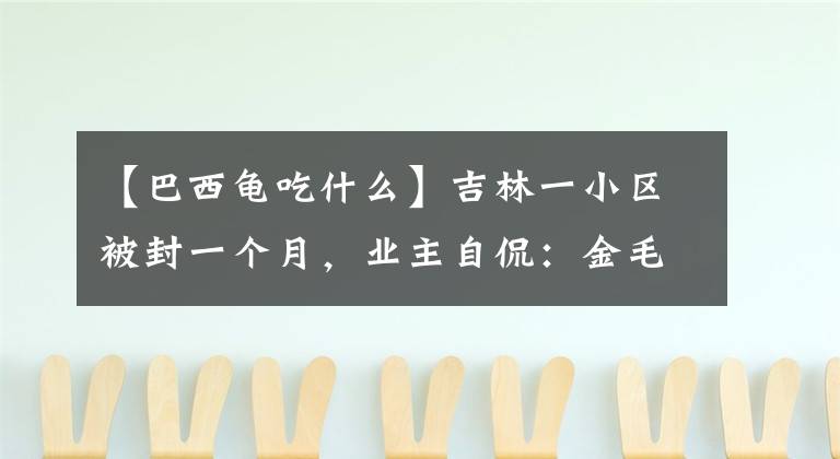 【巴西龟吃什么】吉林一小区被封一个月，业主自侃：金毛能吃几天？巴西龟能炖汤吗