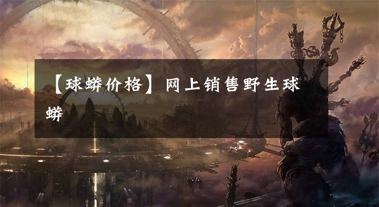 【球蟒价格】网上销售野生球蟒