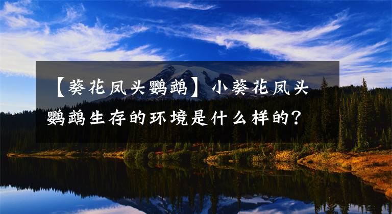 【葵花凤头鹦鹉】小葵花凤头鹦鹉生存的环境是什么样的？