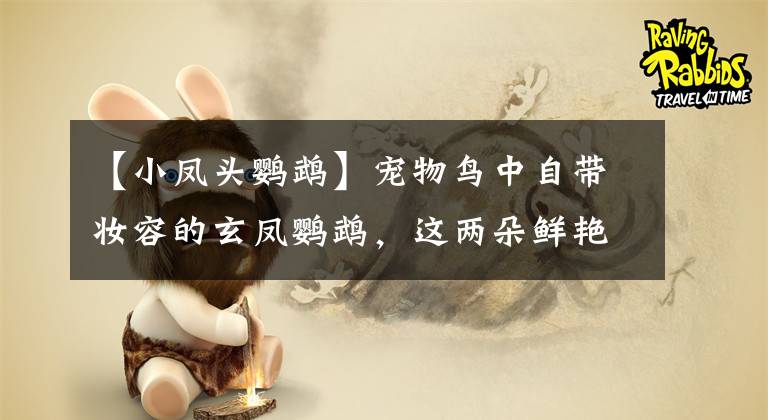 【小凤头鹦鹉】宠物鸟中自带妆容的玄凤鹦鹉，这两朵鲜艳的小腮红也太可爱了