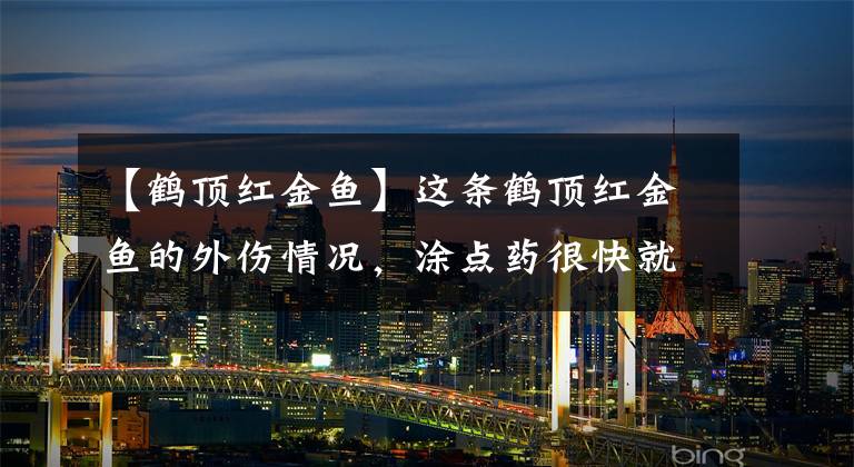 【鹤顶红金鱼】这条鹤顶红金鱼的外伤情况，涂点药很快就能治愈，我常用的就是它