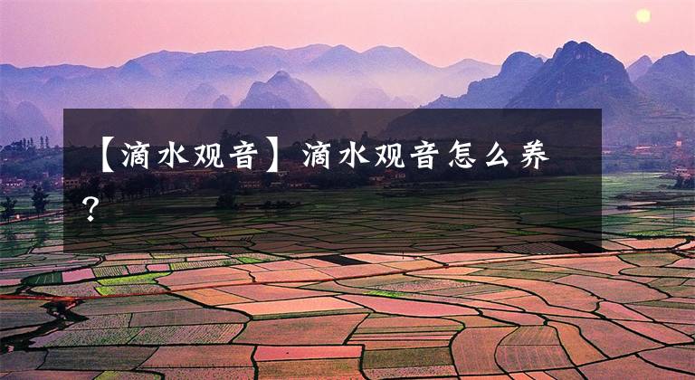 【滴水观音】滴水观音怎么养？