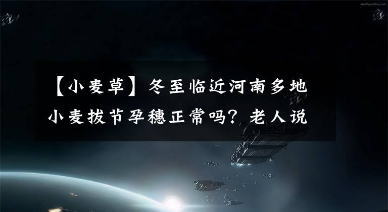 【小麦草】冬至临近河南多地小麦拔节孕穗正常吗？老人说种一辈子小麦没见过