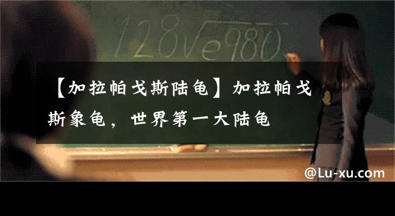 【加拉帕戈斯陆龟】加拉帕戈斯象龟，世界第一大陆龟