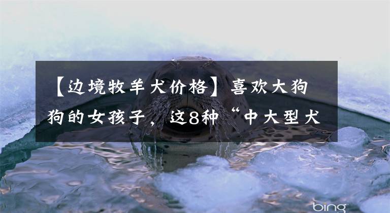 【边境牧羊犬价格】喜欢大狗狗的女孩子，这8种“中大型犬”可别错过啦