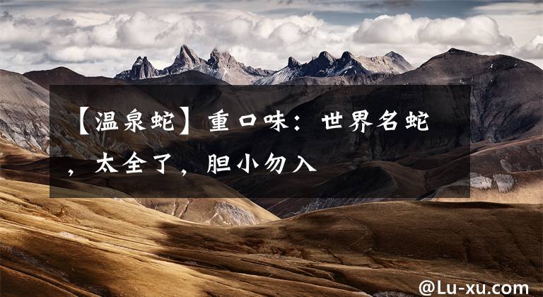【温泉蛇】重口味：世界名蛇，太全了，胆小勿入