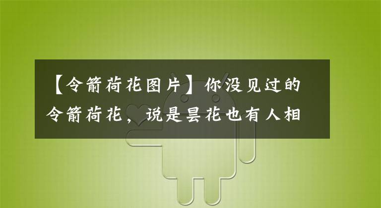 【令箭荷花图片】你没见过的令箭荷花，说是昙花也有人相信！