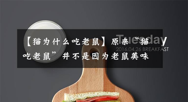 【猫为什么吃老鼠】原来“猫吃老鼠”并不是因为老鼠美味！