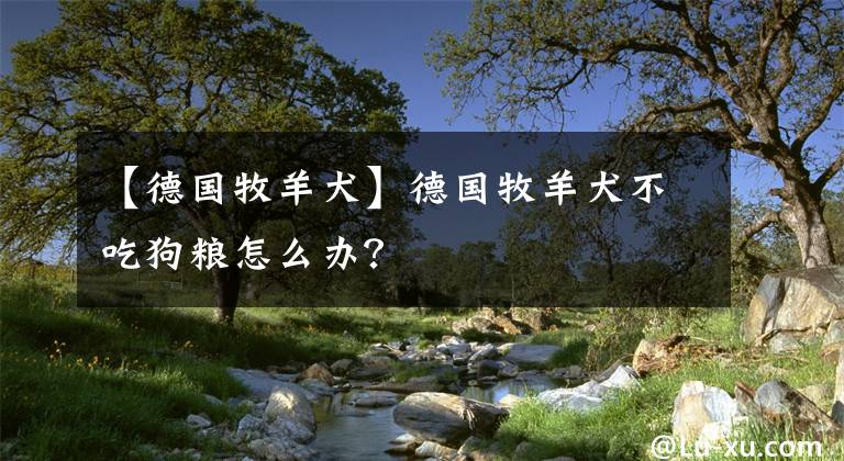 【德国牧羊犬】德国牧羊犬不吃狗粮怎么办？