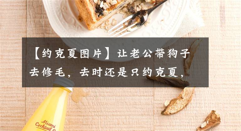 【约克夏图片】让老公带狗子去修毛，去时还是只约克夏，可回来后…