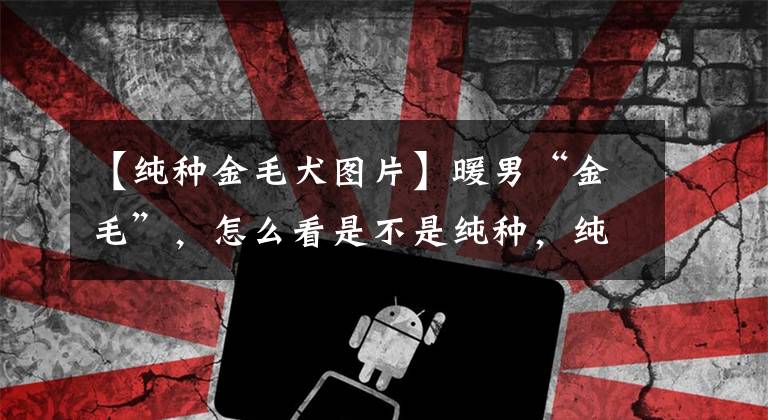 【纯种金毛犬图片】暖男“金毛”，怎么看是不是纯种，纯种金毛有哪些特征可以识别！