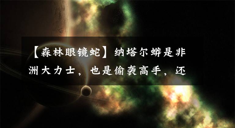 【森林眼镜蛇】纳塔尔蟒是非洲大力士，也是偷袭高手，还是蛇类少有的称职母亲