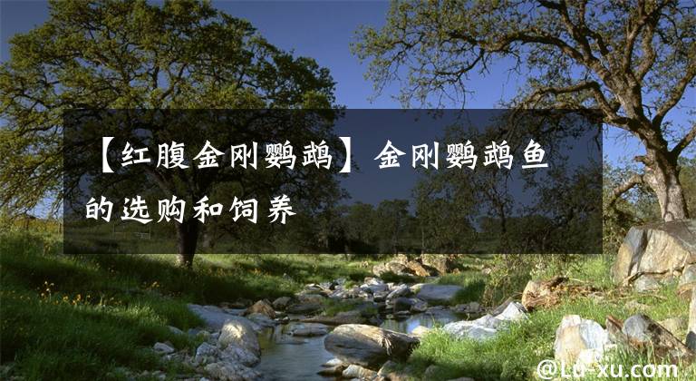 【红腹金刚鹦鹉】金刚鹦鹉鱼的选购和饲养