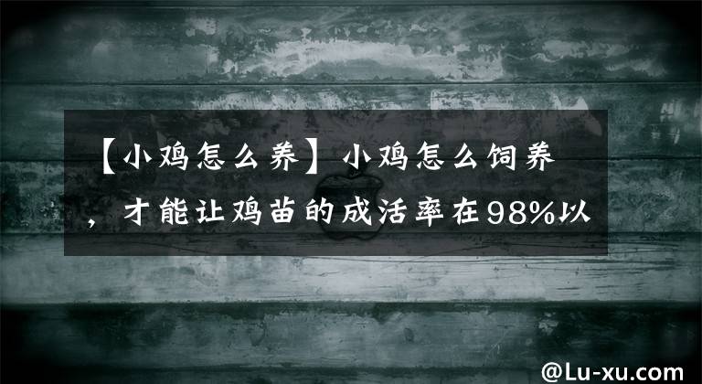 【小鸡怎么养】小鸡怎么饲养，才能让鸡苗的成活率在98%以上，细节决定成败