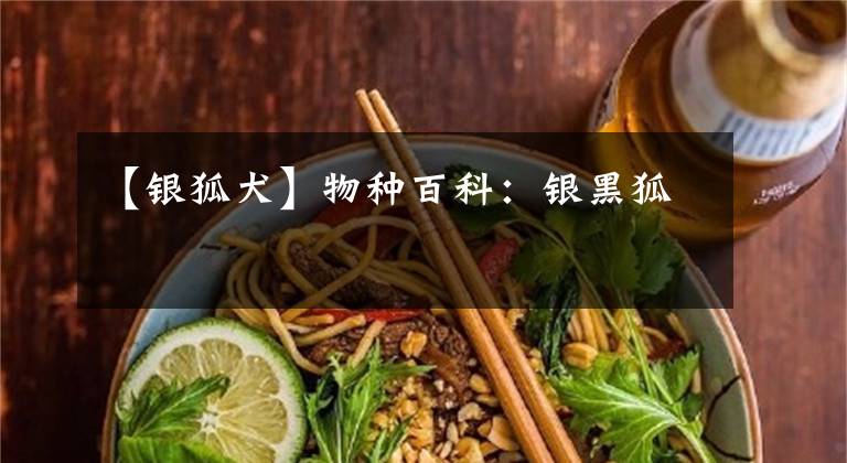 【银狐犬】物种百科：银黑狐