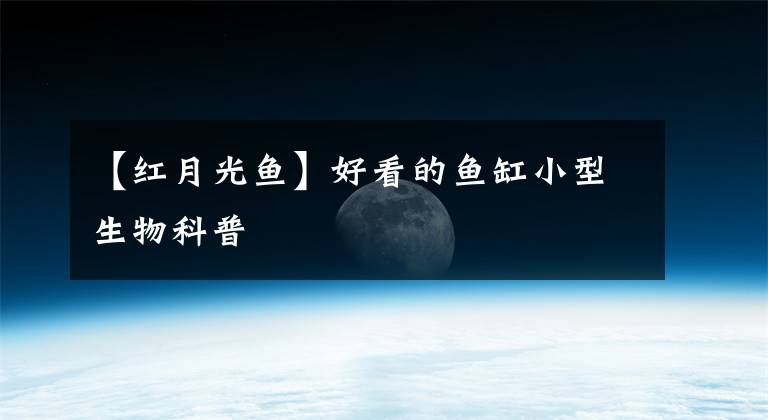 【红月光鱼】好看的鱼缸小型生物科普
