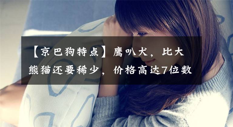 【京巴狗特点】鹰叭犬，比大熊猫还要稀少，价格高达7位数