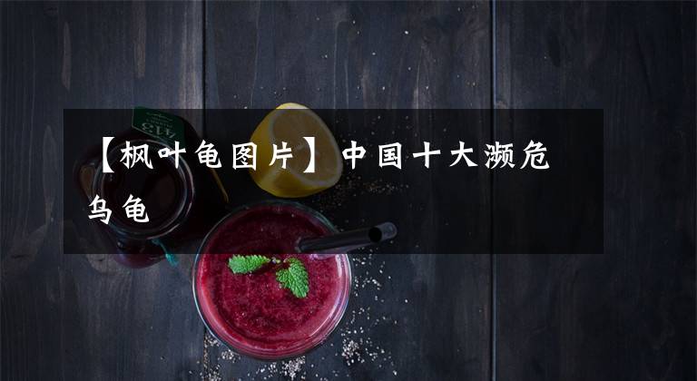 【枫叶龟图片】中国十大濒危乌龟