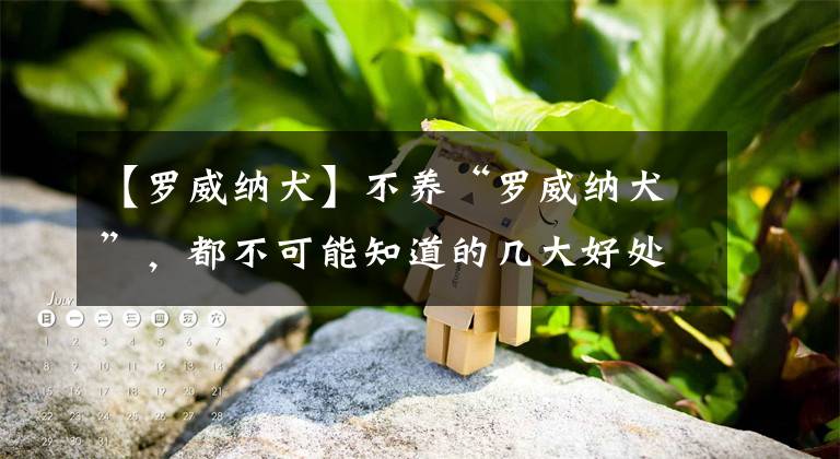 【罗威纳犬】不养“罗威纳犬”，都不可能知道的几大好处，养了不后悔