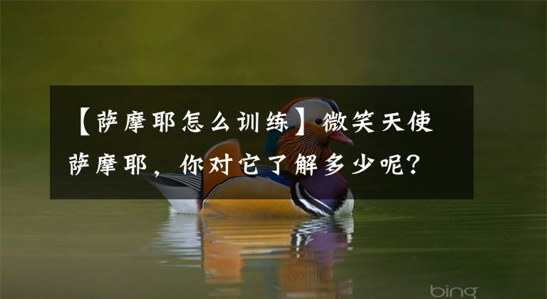【萨摩耶怎么训练】微笑天使萨摩耶，你对它了解多少呢？