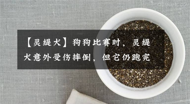【灵缇犬】狗狗比赛时，灵缇犬意外受伤摔倒，但它仍跑完全程，却被主人处死