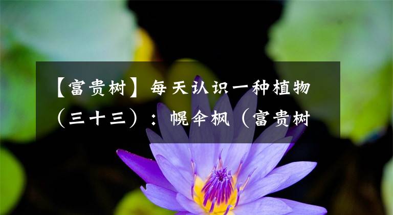 【富贵树】每天认识一种植物（三十三）：幌伞枫（富贵树）——庄重肃穆