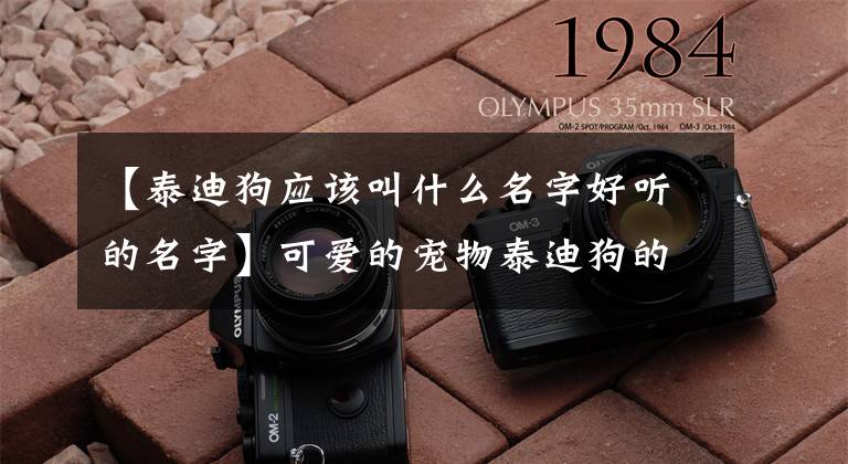 【泰迪狗应该叫什么名字好听的名字】可爱的宠物泰迪狗的名字是亲切-可爱