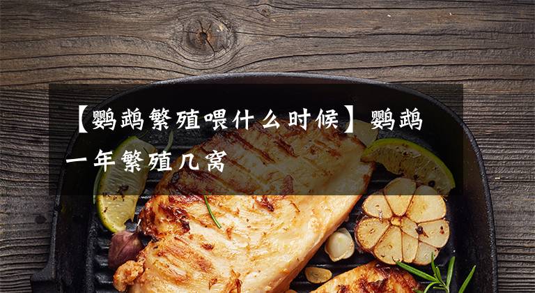 【鹦鹉繁殖喂什么时候】鹦鹉一年繁殖几窝
