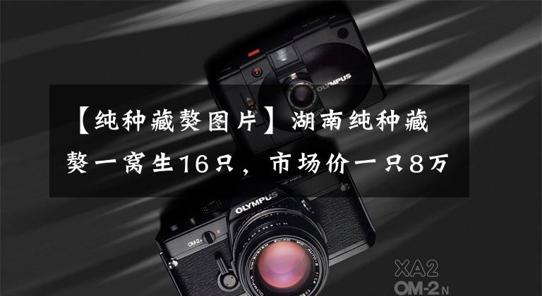 【纯种藏獒图片】湖南纯种藏獒一窝生16只，市场价一只8万，狗主人一窝狂赚百万
