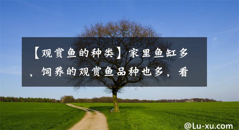【观赏鱼的种类】家里鱼缸多，饲养的观赏鱼品种也多，看似很惬意，其实很繁忙