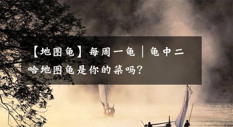 【地图龟】每周一龟｜龟中二哈地图龟是你的菜吗？