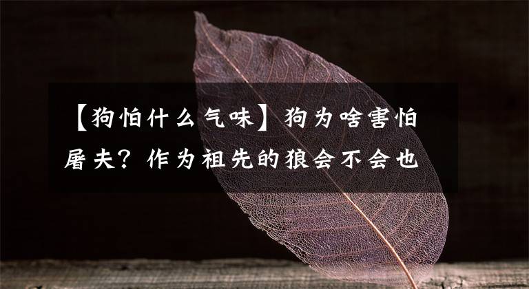 【狗怕什么气味】狗为啥害怕屠夫？作为祖先的狼会不会也害怕屠夫？它们到底在怕啥