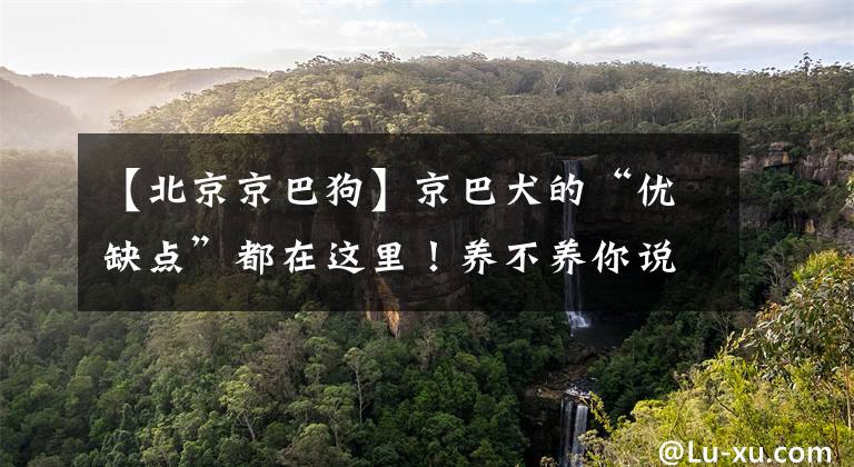 【北京京巴狗】京巴犬的“优缺点”都在这里！养不养你说了算