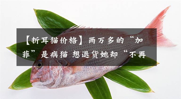 【折耳猫价格】两万多的“加菲”是病猫 想退货她却“不再温柔”