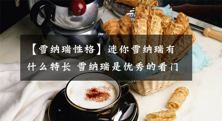 【雪纳瑞性格】迷你雪纳瑞有什么特长 雪纳瑞是优秀的看门犬