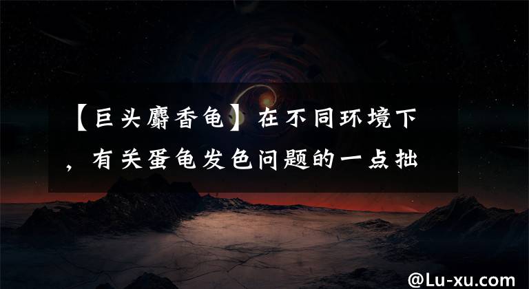 【巨头麝香龟】在不同环境下，有关蛋龟发色问题的一点拙见