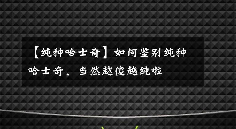 【纯种哈士奇】如何鉴别纯种哈士奇，当然越傻越纯啦