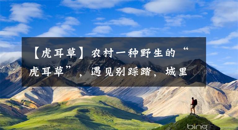 【虎耳草】农村一种野生的“虎耳草”，遇见别踩踏，城里人当盆景养