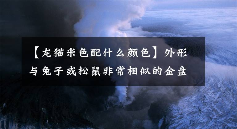 【龙猫米色配什么颜色】外形与兔子或松鼠非常相似的金盘龙猫的形态特征
