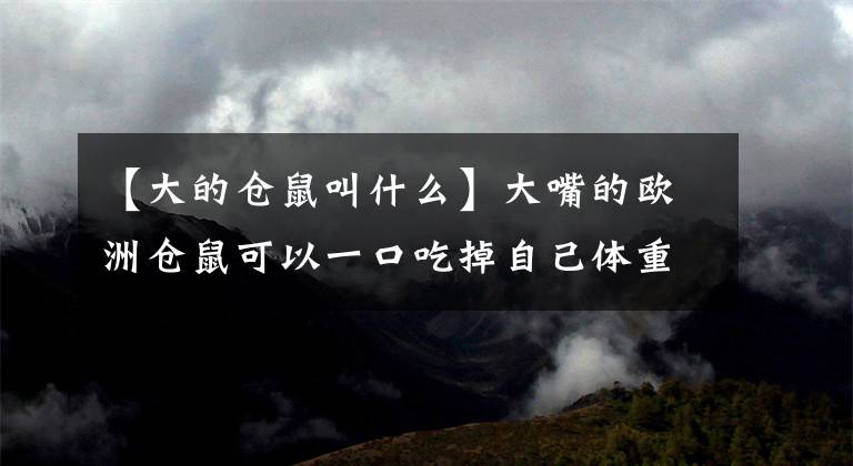 【大的仓鼠叫什么】大嘴的欧洲仓鼠可以一口吃掉自己体重的四分之一。