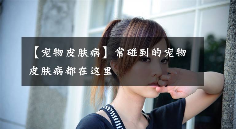 【宠物皮肤病】常碰到的宠物皮肤病都在这里
