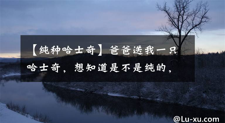 【纯种哈士奇】爸爸送我一只哈士奇，想知道是不是纯的，网友表示一招就能鉴别！
