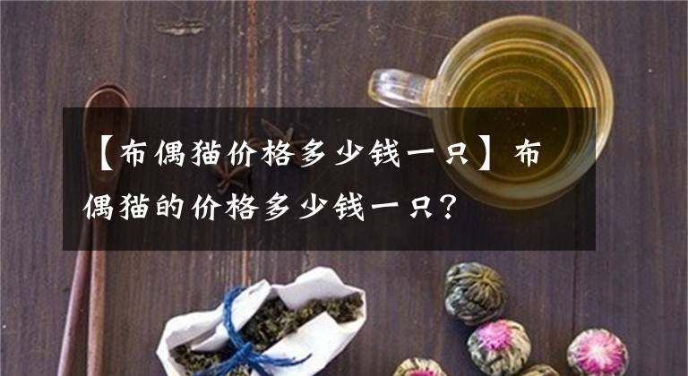 【布偶猫价格多少钱一只】布偶猫的价格多少钱一只？