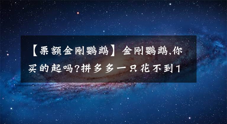 【栗额金刚鹦鹉】金刚鹦鹉,你买的起吗?拼多多一只花不到1千,网友买鹦鹉蛋自己孵化