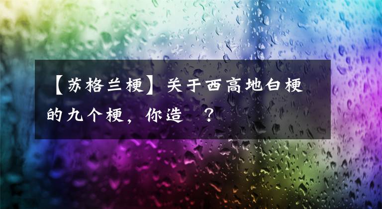 【苏格兰梗】关于西高地白梗的九个梗，你造嚒？
