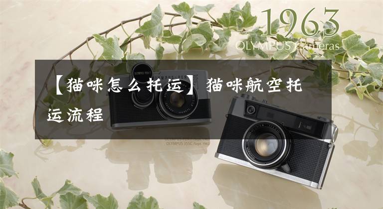 【猫咪怎么托运】猫咪航空托运流程