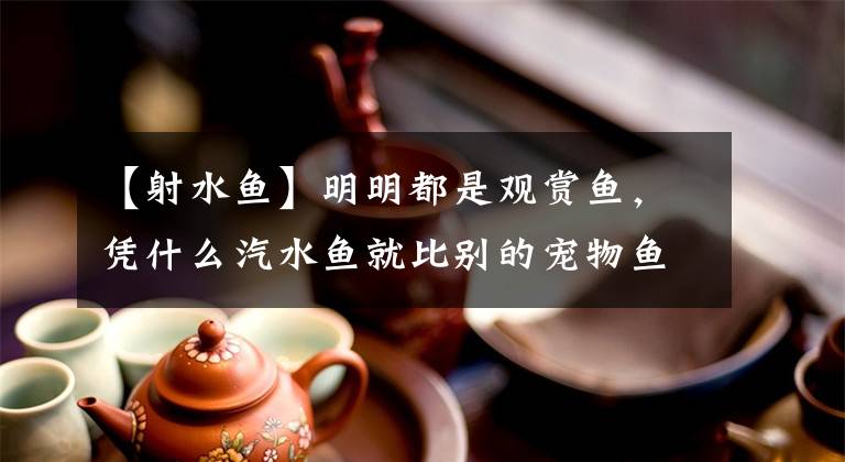 【射水鱼】明明都是观赏鱼，凭什么汽水鱼就比别的宠物鱼更难伺候？