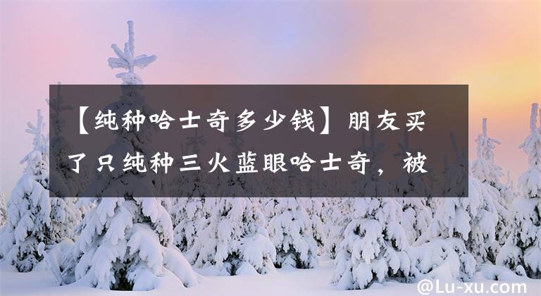 【纯种哈士奇多少钱】朋友买了只纯种三火蓝眼哈士奇，被网友吐槽：厉害了我的哥